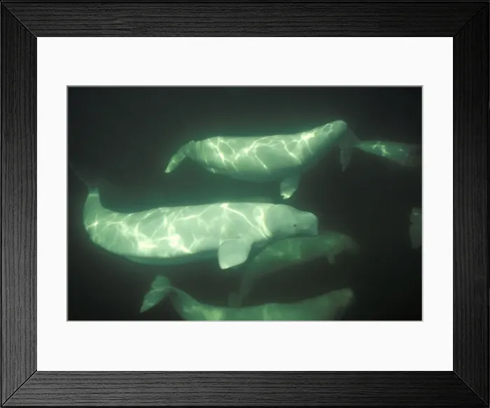 Framed Print : Beluga Churchill River estuary, Churchill, Manitoba, Canada