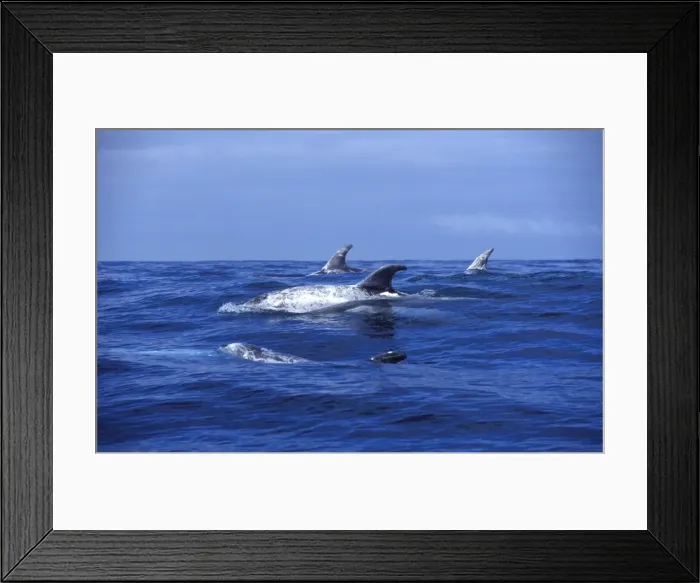 Framed Print : Risso's Dolphin Photographed off the Azores Islands (Portugal), Atlantic Ocean. Heavy scarring on the back and sides of these dolphins is believed to be made by the teeth of other Risso's dolphins Framed Print : Risso's Dolphin Photographed off the Azores Islands (Portugal), Atlantic Ocean. Heavy scarring on the back and sides of these dolphins is believed to be made by the teeth of other Risso's dolphins