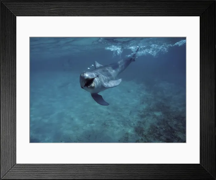 Framed Print : Bottlenose dolphin - underwater Carribean. Off Roatan Island, Honduras, Central America