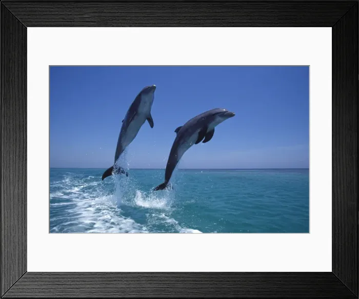Framed Print : Bottlenose Dolphin - two leaping Carribean. Off Roatan Island, Honduras, Central America Framed Print : Bottlenose Dolphin - two leaping Carribean. Off Roatan Island, Honduras, Central America