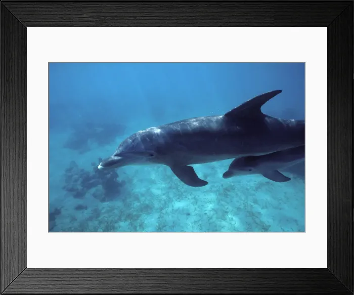 Framed Print : Bottlenose Dolphin - Mother and calf. Calf swimming under mother's tail stock. Carribean Framed Print : Bottlenose Dolphin - Mother and calf. Calf swimming under mother's tail stock. Carribean