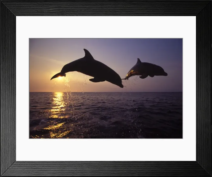 Framed Print : Bottlenose dolphin - leaping at sunset Carribean. Off Roatan Island, Honduras, Central America Framed Print : Bottlenose dolphin - leaping at sunset Carribean. Off Roatan Island, Honduras, Central America