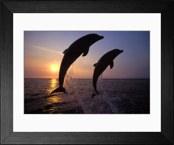 Framed Print : Bottlenose Dolphin - two leaping Carribean. Off Roatan Island, Honduras, Central America Framed Print : Bottlenose Dolphin - two leaping Carribean. Off Roatan Island, Honduras, Central America