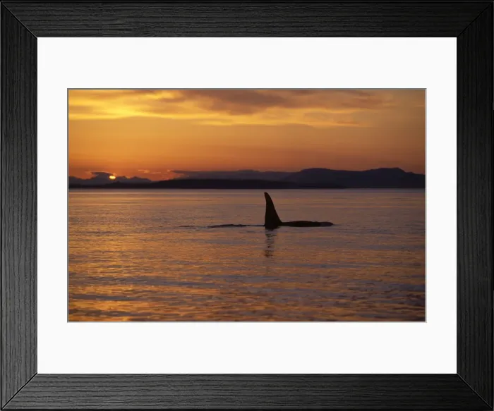 Framed Print : Killer whale / Orca - Male (tall dorsal fin). Sunset in the San Juan Islands, Washington State, USA Framed Print : Killer whale / Orca - Male (tall dorsal fin). Sunset in the San Juan Islands, Washington State, USA
