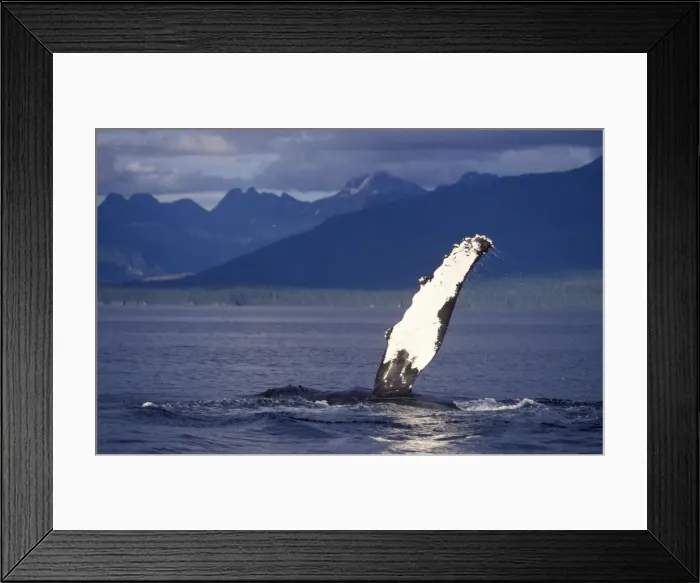 Framed Print : Humpback whale - Flipper-slapping Inside Passage, Southeast Alaska Framed Print : Humpback whale - Flipper-slapping Inside Passage, Southeast Alaska