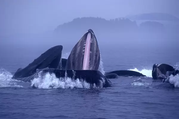 Humpback whale - Cooperative feeding, or bubble-net feeding Inside Passage, Southeast Alaska. Morning mist. Inside