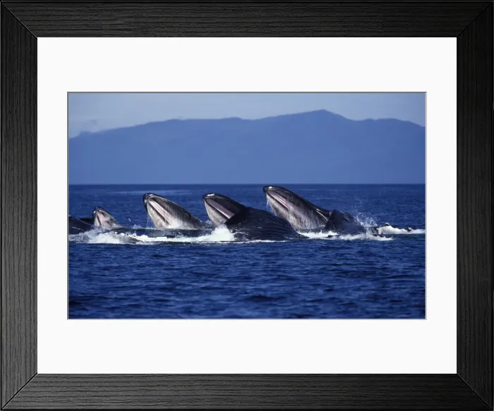 Framed Print : Humpback whale - Cooperative feeding (Bubble net feeding) Southeast Alaska Framed Print : Humpback whale - Cooperative feeding (Bubble net feeding) Southeast Alaska