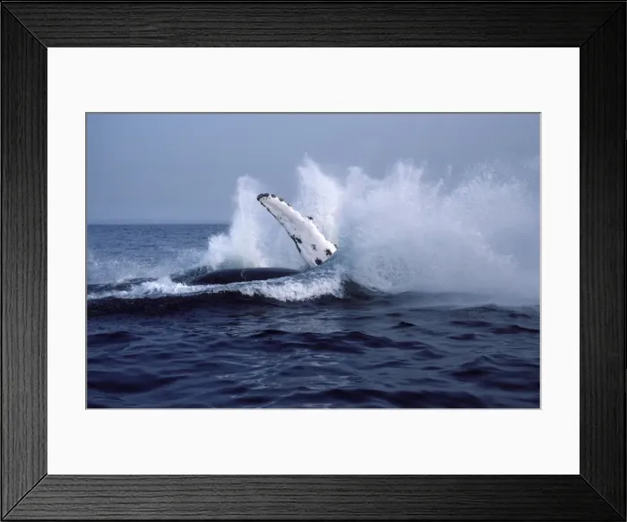 Framed Print : Humpback whale - Falling back in the water at the end of a breach. Stellwagen Bank Marine Sanctuary, Gulf of Maine, Atlantic Ocean Framed Print : Humpback whale - Falling back in the water at the end of a breach. Stellwagen Bank Marine Sanctuary, Gulf of Maine, Atlantic Ocean