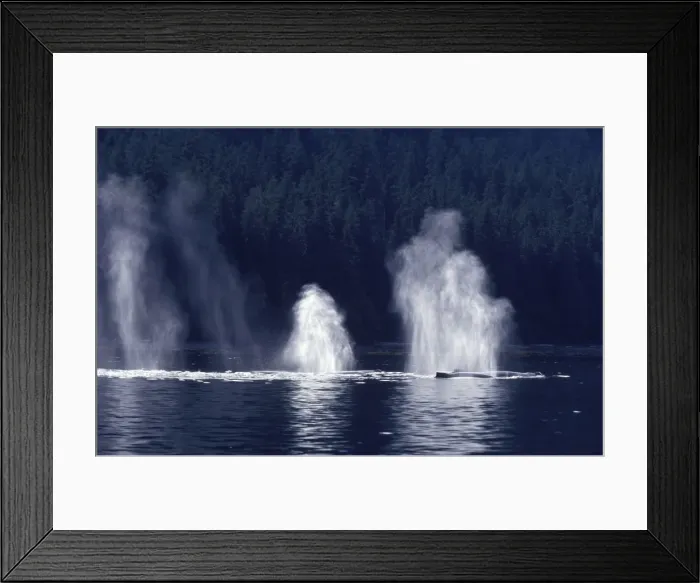 Framed Print : Humpback whale - Blows Southeast Alaska Framed Print : Humpback whale - Blows Southeast Alaska