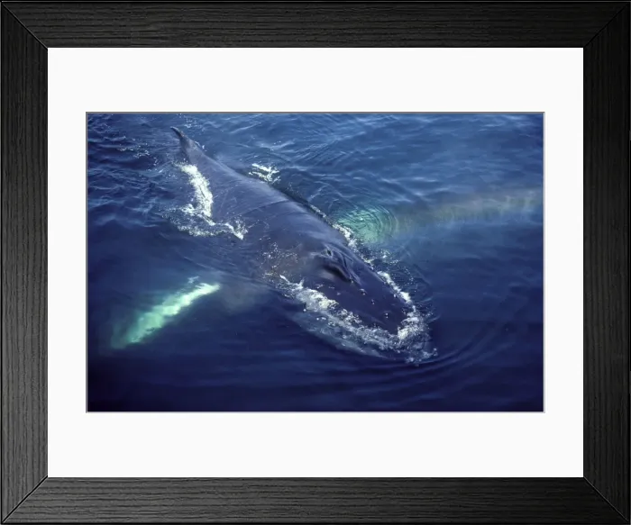 Framed Print : Humpback whale surfacing near a whale watching boat Stellwagen Bank Marine Sanctuary, Gulf of Maine, Atlantic Ocean Framed Print : Humpback whale surfacing near a whale watching boat Stellwagen Bank Marine Sanctuary, Gulf of Maine, Atlantic Ocean