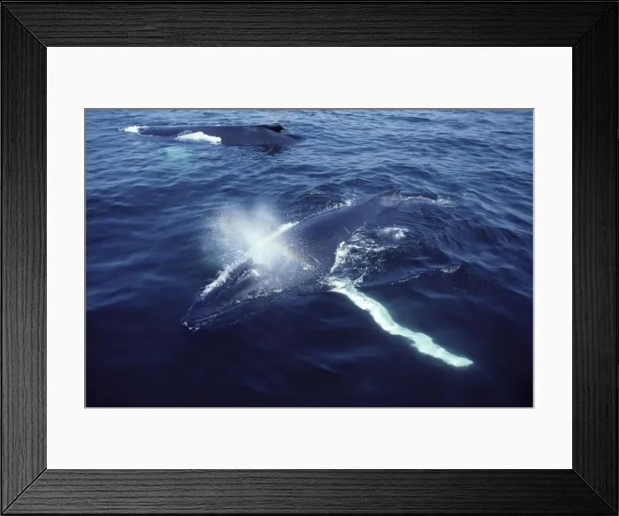 Framed Print : Humpback whale - Resting ('Logging'). Stellwagen Bank Marine Sanctuary, Gulf of Maine, Atlantic Ocean Framed Print : Humpback whale - Resting ('Logging'). Stellwagen Bank Marine Sanctuary, Gulf of Maine, Atlantic Ocean