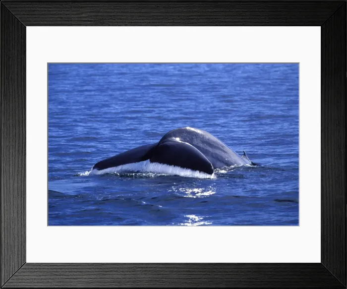 Framed Print : Blue whale Gulf of California (Sea of Cortez), Mexico Framed Print : Blue whale Gulf of California (Sea of Cortez), Mexico