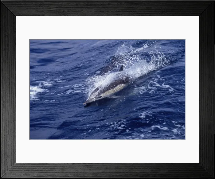 Framed Print : Short-beaked Common dolphin Photographed in the Gulf of California, Mexico Framed Print : Short-beaked Common dolphin Photographed in the Gulf of California, Mexico