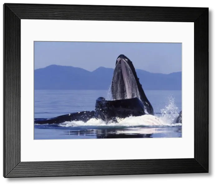 Framed Print : Humpback whale - Cooperative feeding (Bubble net feeding) Southeast Alaska Framed Print : Humpback whale - Cooperative feeding (Bubble net feeding) Southeast Alaska