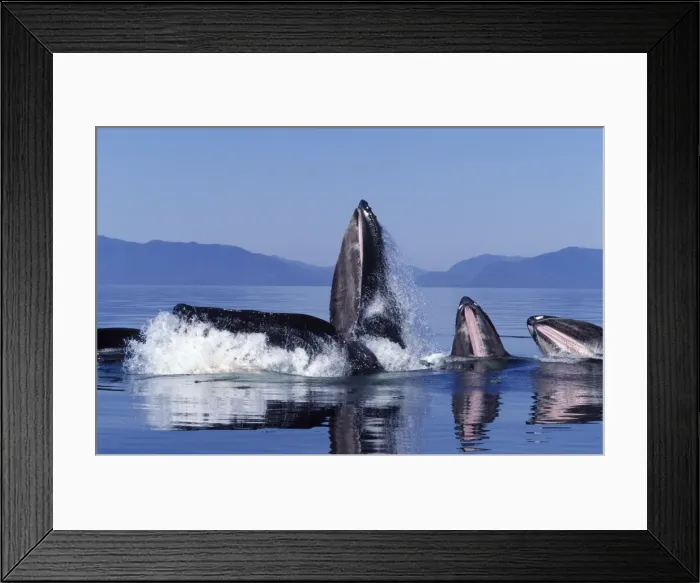 Framed Print : Humpback whale - Cooperative feeding (Bubble net feeding) Southeast Alaska Framed Print : Humpback whale - Cooperative feeding (Bubble net feeding) Southeast Alaska
