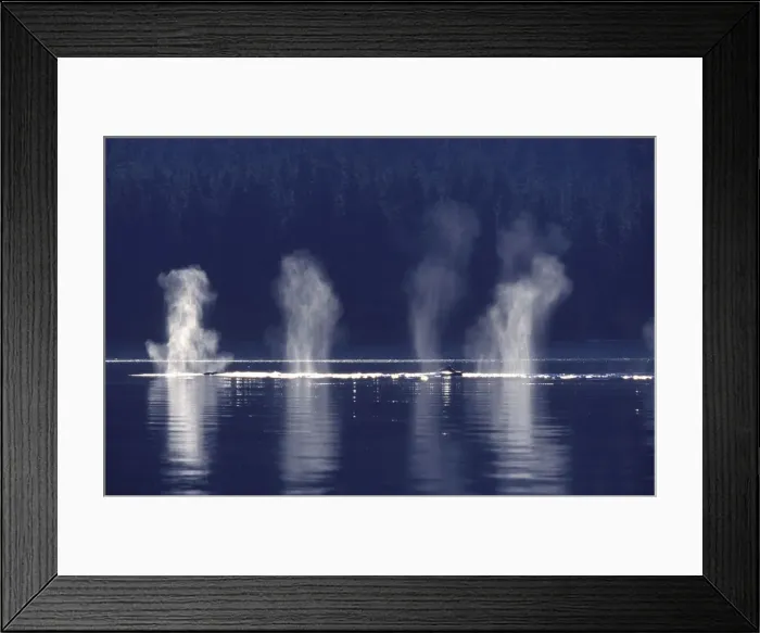 Framed Print : Humpback whale - Several humpbacks blowing; early morning. Chatham Strait, Southeast Alaska Framed Print : Humpback whale - Several humpbacks blowing; early morning. Chatham Strait, Southeast Alaska