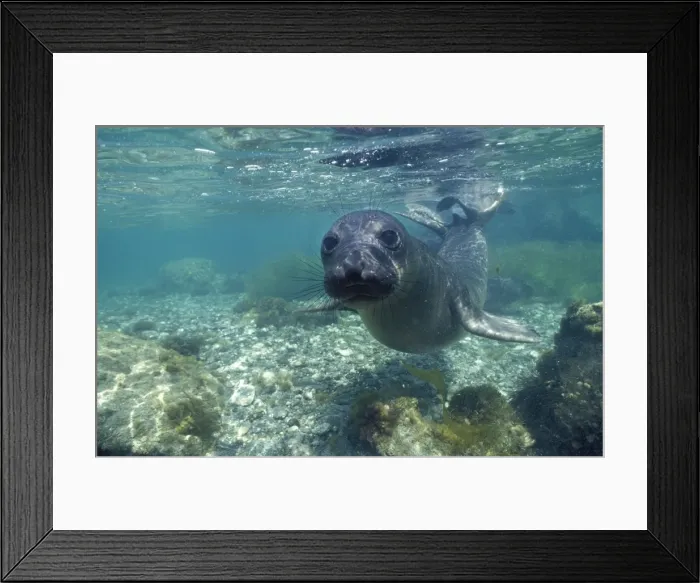 Framed Print : Northern Elephant Seal - Weaned pup learning to swim. San Benitos Islands, Pacific Ocean, off Baja California, Mexico (DP 248) Framed Print : Northern Elephant Seal - Weaned pup learning to swim. San Benitos Islands, Pacific Ocean, off Baja California, Mexico (DP 248)