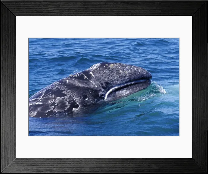 Framed Print : California Grey Whale - Calf. San Ignacio Lagoon, Baja California South, Mexico. EB 181 Framed Print : California Grey Whale - Calf. San Ignacio Lagoon, Baja California South, Mexico. EB 181