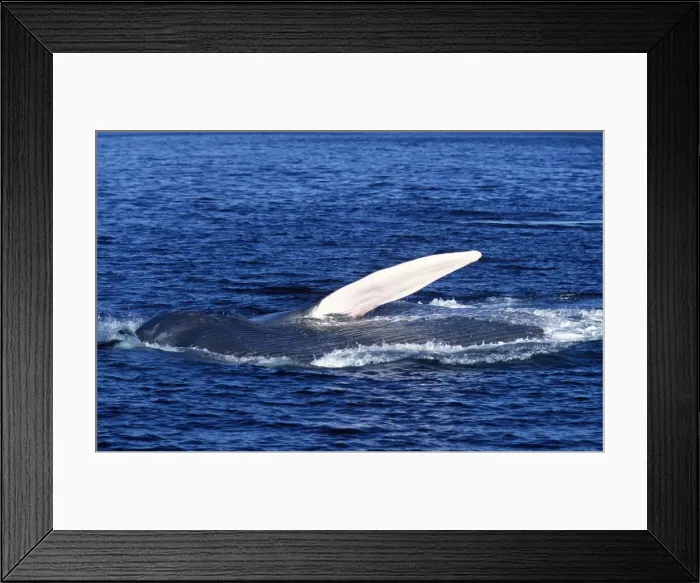 Framed Print : Blue whale - Feeding: the whale is on its side, pectoral flipper raised, throat pleats distended above surface Gulf of California (Sea of Cortez), Mexico Framed Print : Blue whale - Feeding: the whale is on its side, pectoral flipper raised, throat pleats distended above surface Gulf of California (Sea of Cortez), Mexico