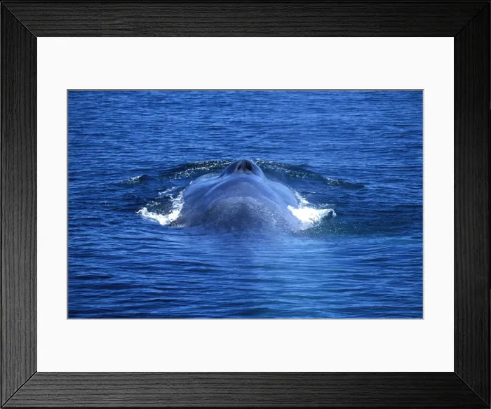 Framed Print : Blue whale Gulf of California (Sea of Cortez), Mexico Framed Print : Blue whale Gulf of California (Sea of Cortez), Mexico