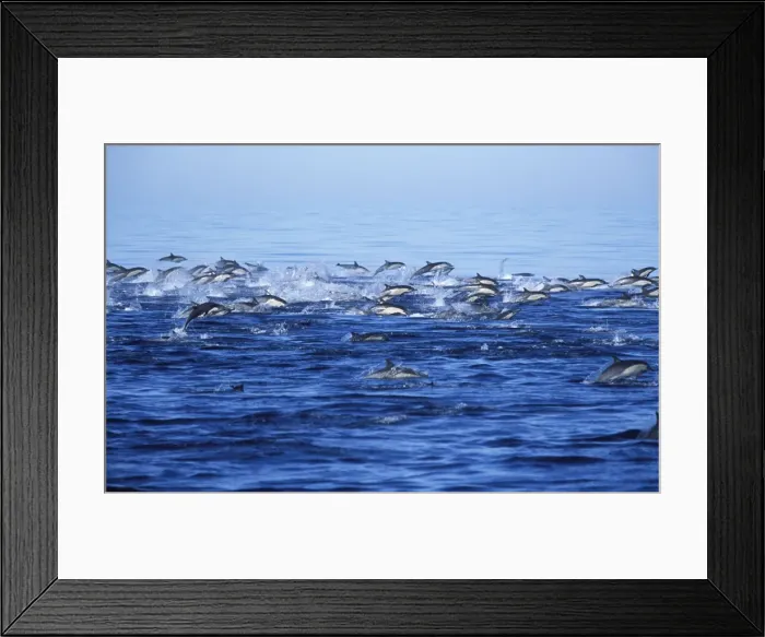 Framed Print : Short-beaked Common dolphin Photographed in the Gulf of California, Mexico Framed Print : Short-beaked Common dolphin Photographed in the Gulf of California, Mexico
