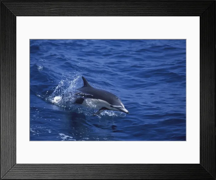 Framed Print : Short-Beaked Common dolphin Sea of Cortez (Gulf of California), Mexico Framed Print : Short-Beaked Common dolphin Sea of Cortez (Gulf of California), Mexico