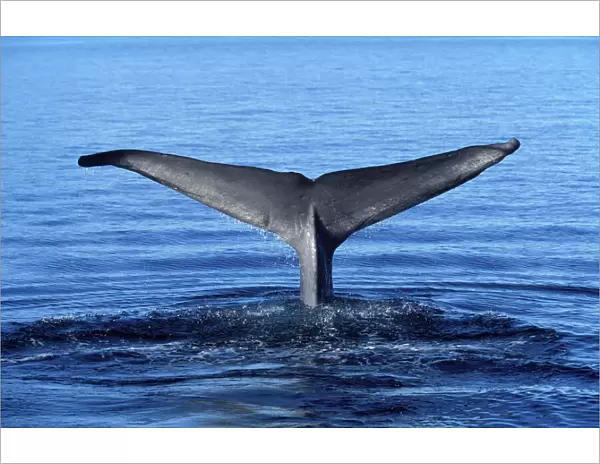 Blue whale - tail flukes Photographed in the Gulf of California (Sea of Cortez), Mexico