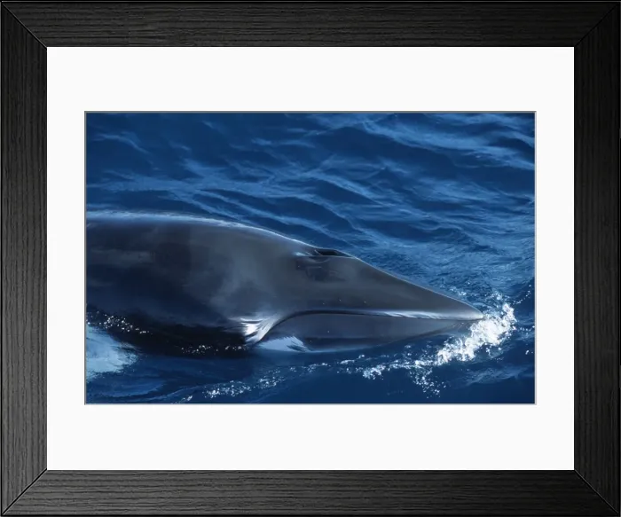Framed Print : Minke whale: Dwarf Minke subspecies Photographed along the Great Barrier Reef, Australia Framed Print : Minke whale: Dwarf Minke subspecies Photographed along the Great Barrier Reef, Australia