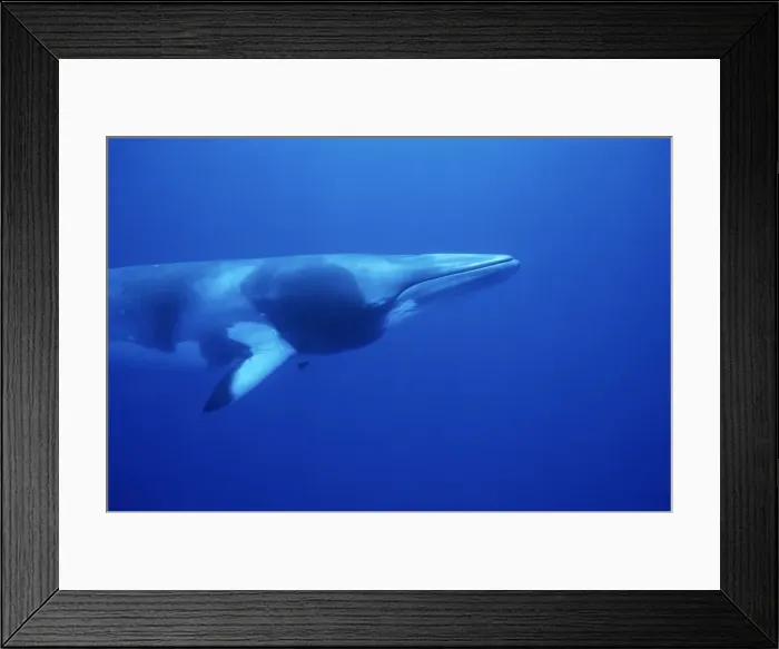 Framed Print : Minke whale: Dwarf Minke subspecies Photographed along the Great Barrier Reef, Australia Framed Print : Minke whale: Dwarf Minke subspecies Photographed along the Great Barrier Reef, Australia
