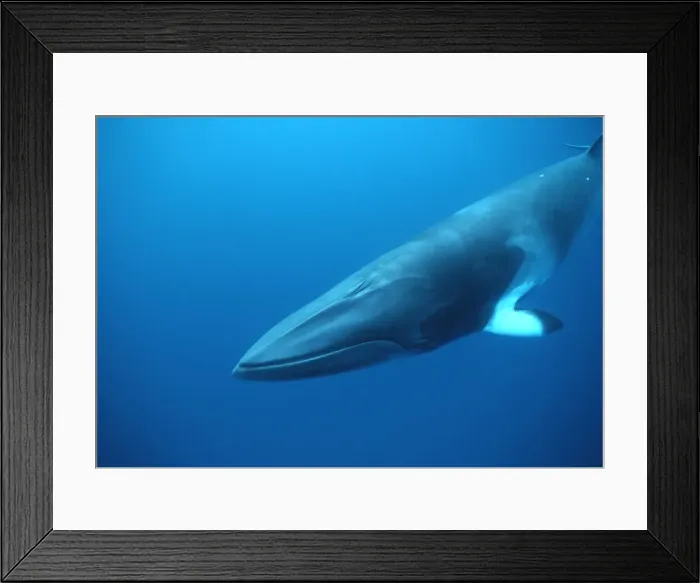 Framed Print : Minke whale: Dwarf Minke subspecies Photographed along the Great Barrier Reef, Australia Framed Print : Minke whale: Dwarf Minke subspecies Photographed along the Great Barrier Reef, Australia