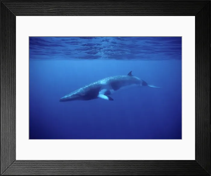 Framed Print : Minke whale: Dwarf Minke subspecies Photographed along the Great Barrier Reef, Australia Framed Print : Minke whale: Dwarf Minke subspecies Photographed along the Great Barrier Reef, Australia