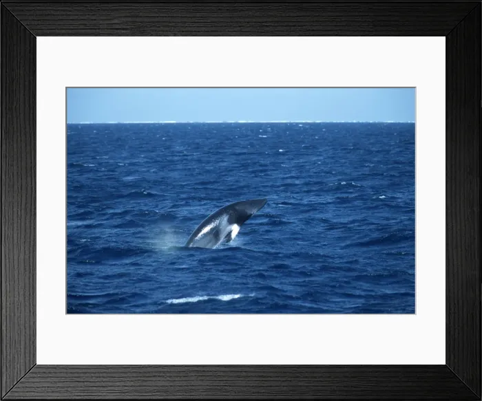 Framed Print : Minke whale: Dwarf Minke subspecies Photographed along the Great Barrier Reef, Australia Framed Print : Minke whale: Dwarf Minke subspecies Photographed along the Great Barrier Reef, Australia
