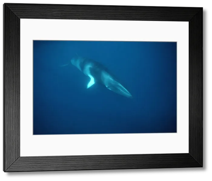Framed Print : Minke whale: Dwarf Minke subspecies Photographed along the Great Barrier Reef, Australia Framed Print : Minke whale: Dwarf Minke subspecies Photographed along the Great Barrier Reef, Australia