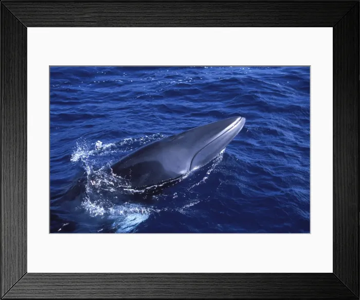 Framed Print : Minke whale: Dwarf Minke subspecies Photographed along the Great Barrier Reef, Australia Framed Print : Minke whale: Dwarf Minke subspecies Photographed along the Great Barrier Reef, Australia