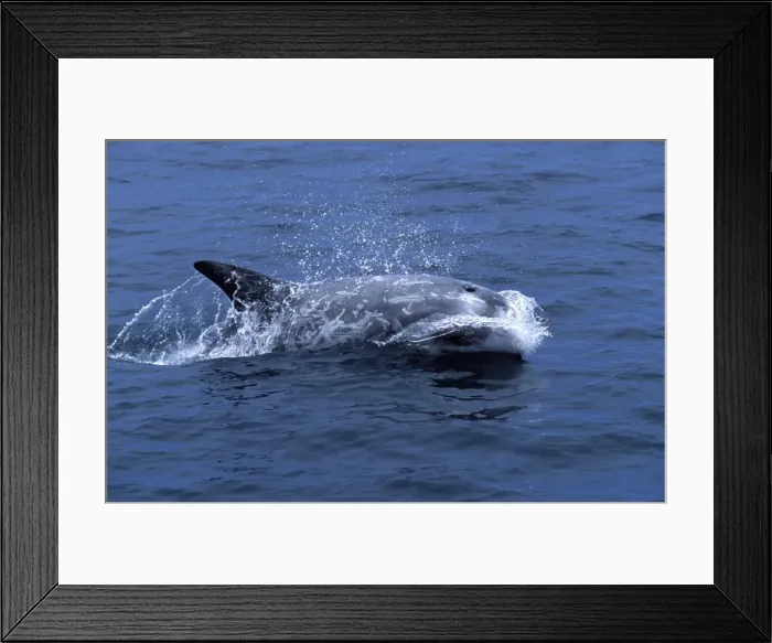 Framed Print : Risso's Dolphin, photographed along the coast of California, USA. Heavy scarring on the back and sides of these dolphins is believed to be made by the teeth of other Risso's dolphins, or by their squid prey Framed Print : Risso's Dolphin, photographed along the coast of California, USA. Heavy scarring on the back and sides of these dolphins is believed to be made by the teeth of other Risso's dolphins, or by their squid prey