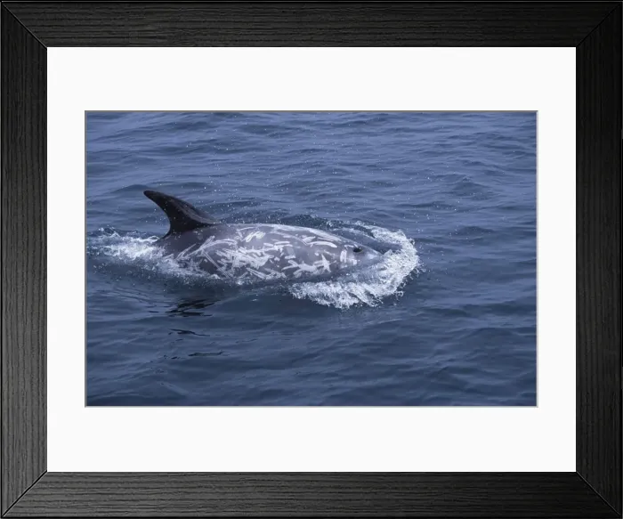 Framed Print : Risso's Dolphin Heavy scarring on the back and sides of these dolphins is believed to be made by the teeth of other Risso's dolphins, or by their squid prey Coast of California, USA Framed Print : Risso's Dolphin Heavy scarring on the back and sides of these dolphins is believed to be made by the teeth of other Risso's dolphins, or by their squid prey Coast of California, USA