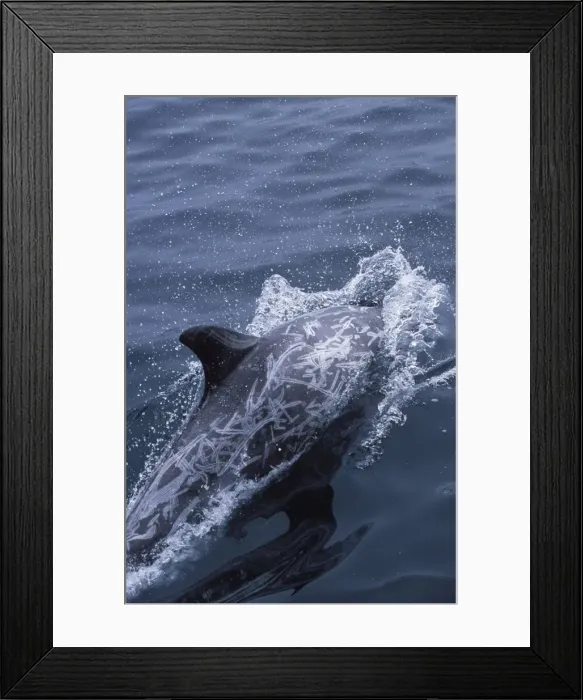 Framed Print : Risso's Dolphin Heavy scarring on the back and sides of these dolphins is believed to be made by the teeth of other Risso's dolphins, or by their squid prey Coast of California, USA Framed Print : Risso's Dolphin Heavy scarring on the back and sides of these dolphins is believed to be made by the teeth of other Risso's dolphins, or by their squid prey Coast of California, USA