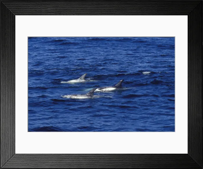 Framed Print : Risso's Dolphins Heavy scarring on the back and sides of these dolphins is believed to be made by the teeth of other Risso's dolphins, or by their squid prey Monterey Bay, California, USA Framed Print : Risso's Dolphins Heavy scarring on the back and sides of these dolphins is believed to be made by the teeth of other Risso's dolphins, or by their squid prey Monterey Bay, California, USA
