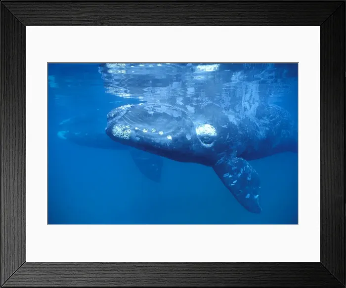 Framed Print : Southern Right Whale Calf in foreground; mother visible in background Valdes Peninsula, Patagonia, Argentina Framed Print : Southern Right Whale Calf in foreground; mother visible in background Valdes Peninsula, Patagonia, Argentina