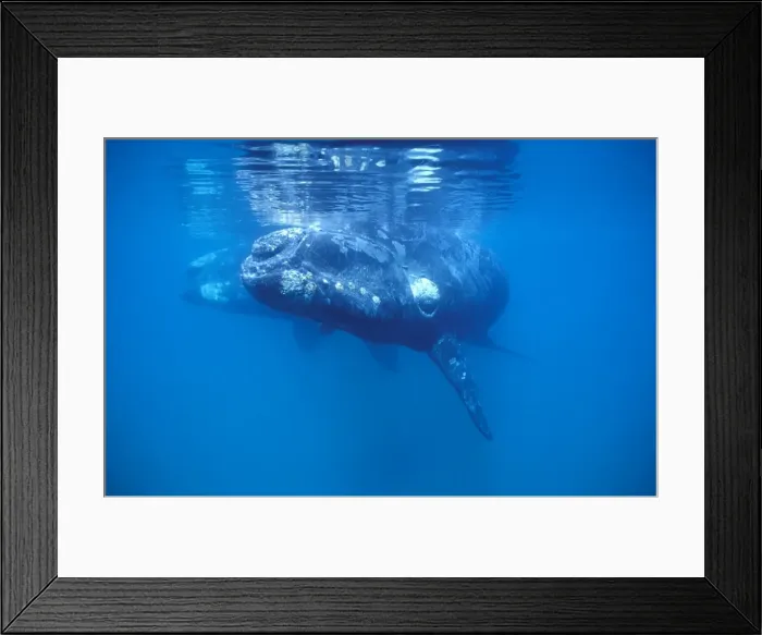 Framed Print : Southern Right Whale Calf in foreground; mother visible in background Valdes Peninsula, Patagonia, Argentina Framed Print : Southern Right Whale Calf in foreground; mother visible in background Valdes Peninsula, Patagonia, Argentina
