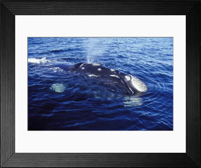 Framed Print : Southern Right Whale Blowing Close-up showing shape of the mouth; and callosities Valdes Peninsula, Patagonia, Argentina Framed Print : Southern Right Whale Blowing Close-up showing shape of the mouth; and callosities Valdes Peninsula, Patagonia, Argentina