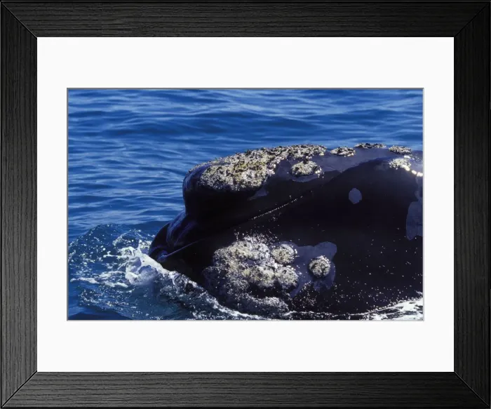 Framed Print : Southern Right Whale Close-up, showing shape of the mouth; and callosities Valdes Peninsula, Patagonia, Argentina Framed Print : Southern Right Whale Close-up, showing shape of the mouth; and callosities Valdes Peninsula, Patagonia, Argentina