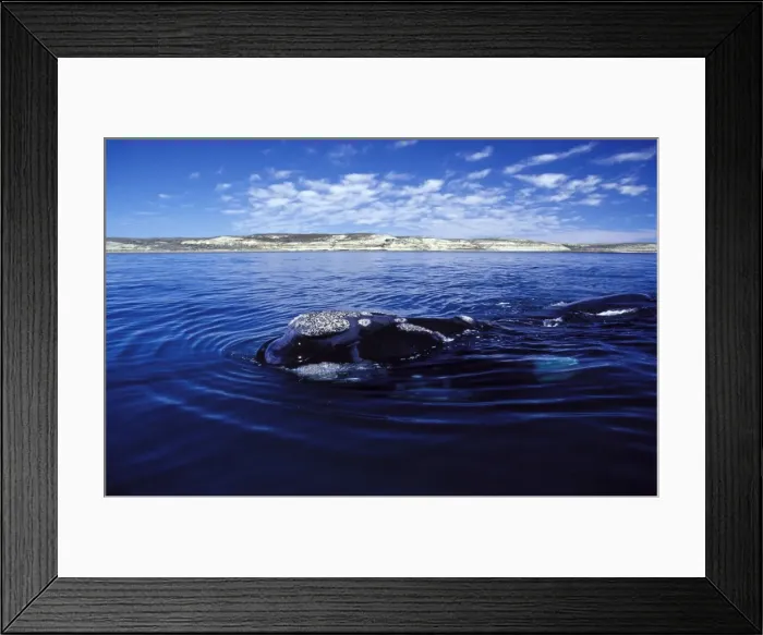 Framed Print : Southern Right Whale Surfacing Valdes Peninsula, Patagonia, Argentina Framed Print : Southern Right Whale Surfacing Valdes Peninsula, Patagonia, Argentina