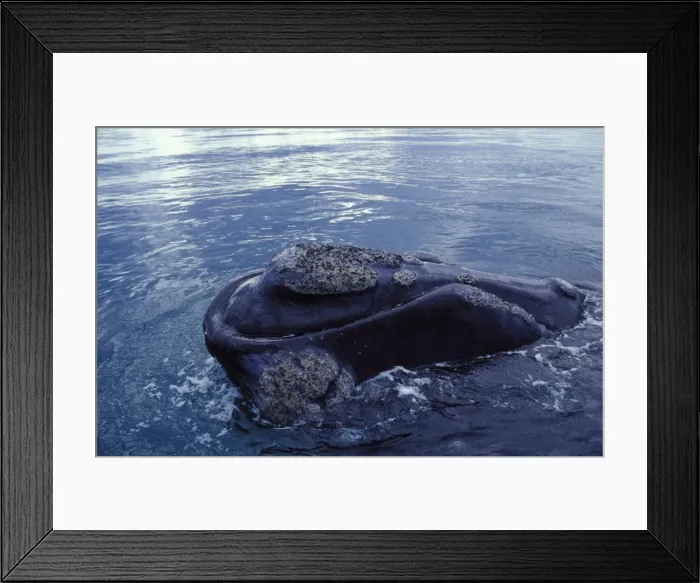 Framed Print : Southern Right Whale Close-up showing the shape of the mouth, and the callosities Valdes Peninsula, Patagonia, Argentina Framed Print : Southern Right Whale Close-up showing the shape of the mouth, and the callosities Valdes Peninsula, Patagonia, Argentina