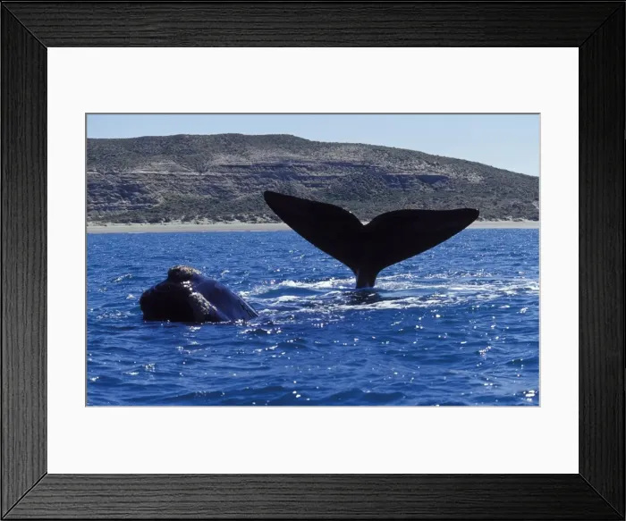 Framed Print : Southern Right Whales There are 2 whales on this photo. One raises its tail out of the water (thermoregulation?); the other is swimming around the first one; its head is visible in the foreground Valdes Peninsula, Patagonia Framed Print : Southern Right Whales There are 2 whales on this photo. One raises its tail out of the water (thermoregulation?); the other is swimming around the first one; its head is visible in the foreground Valdes Peninsula, Patagonia