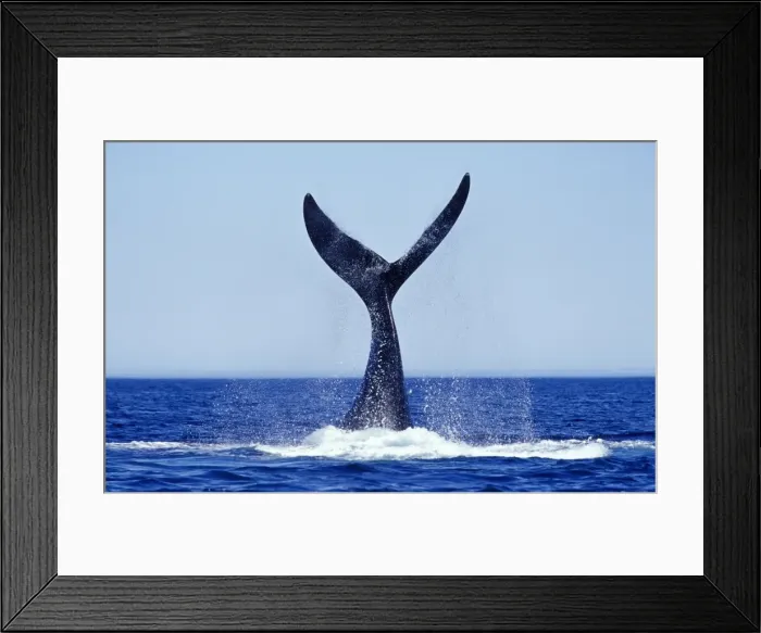 Framed Print : Southern Right Whale Tail lobbing Valdes Peninsula, Argentina Framed Print : Southern Right Whale Tail lobbing Valdes Peninsula, Argentina