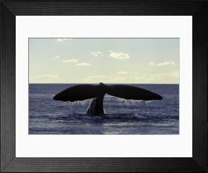 Framed Print : Southern Right Whale flukes Valdes Peninsula, Argentina Framed Print : Southern Right Whale flukes Valdes Peninsula, Argentina