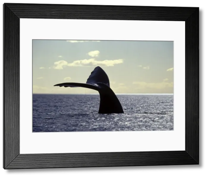 Framed Print : Southern Right Whale flukes Valdes Peninsula, Argentina Framed Print : Southern Right Whale flukes Valdes Peninsula, Argentina