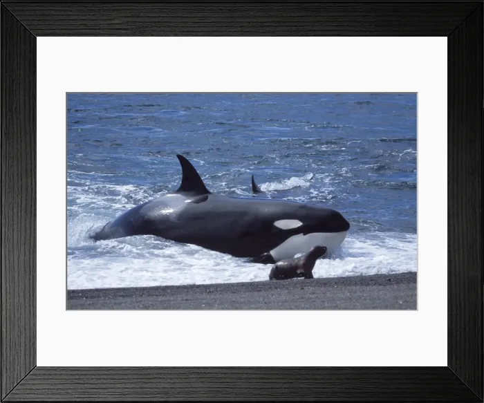 Framed Print : Killer whale / Orca - Hunting South American sealion pups. Punta Norte, Valdes Peninsula, Patagonia, Argentina Framed Print : Killer whale / Orca - Hunting South American sealion pups. Punta Norte, Valdes Peninsula, Patagonia, Argentina