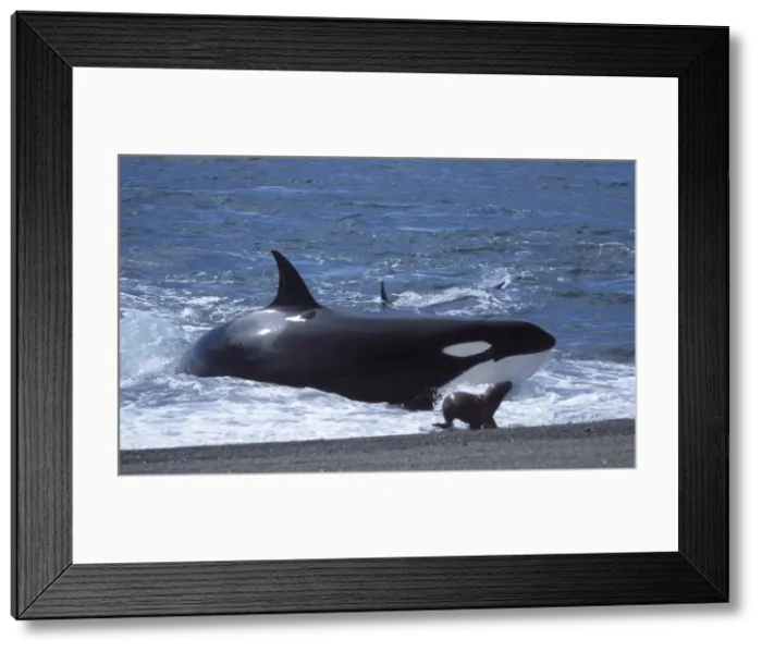 Framed Print : Killer whale / Orca - Hunting South American sea lion pups. Punta Norte, Valdes Peninsula, Patagonia, Argentina Framed Print : Killer whale / Orca - Hunting South American sea lion pups. Punta Norte, Valdes Peninsula, Patagonia, Argentina